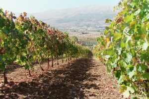 paysage_vigne_liban