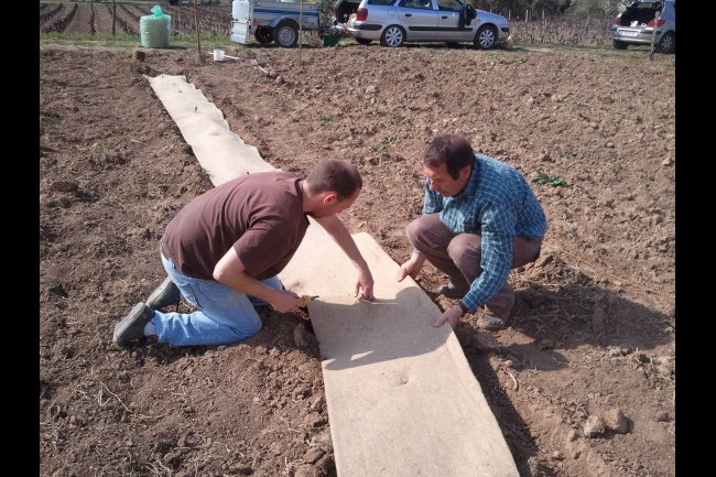 essai Dalle de jute : les sangliers ont adoré