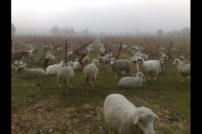 pâturage d'automne/hiver dans les vignes