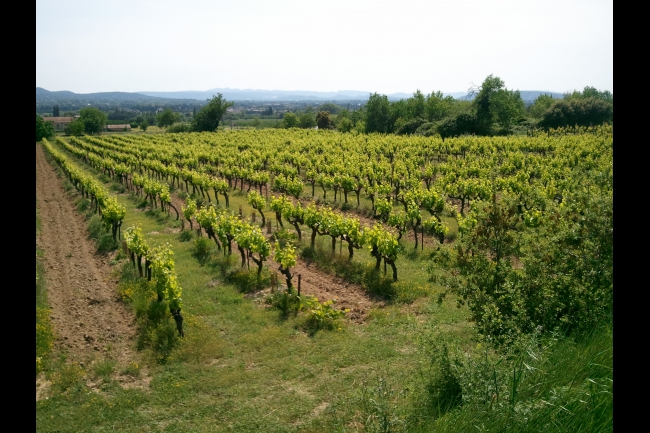 grenache vieille vigne: enherbement 1 rang sur 2 et sous le rang