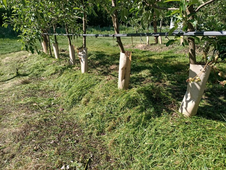 herbe broyée IR dans pommier projetée - 11 mai 2020