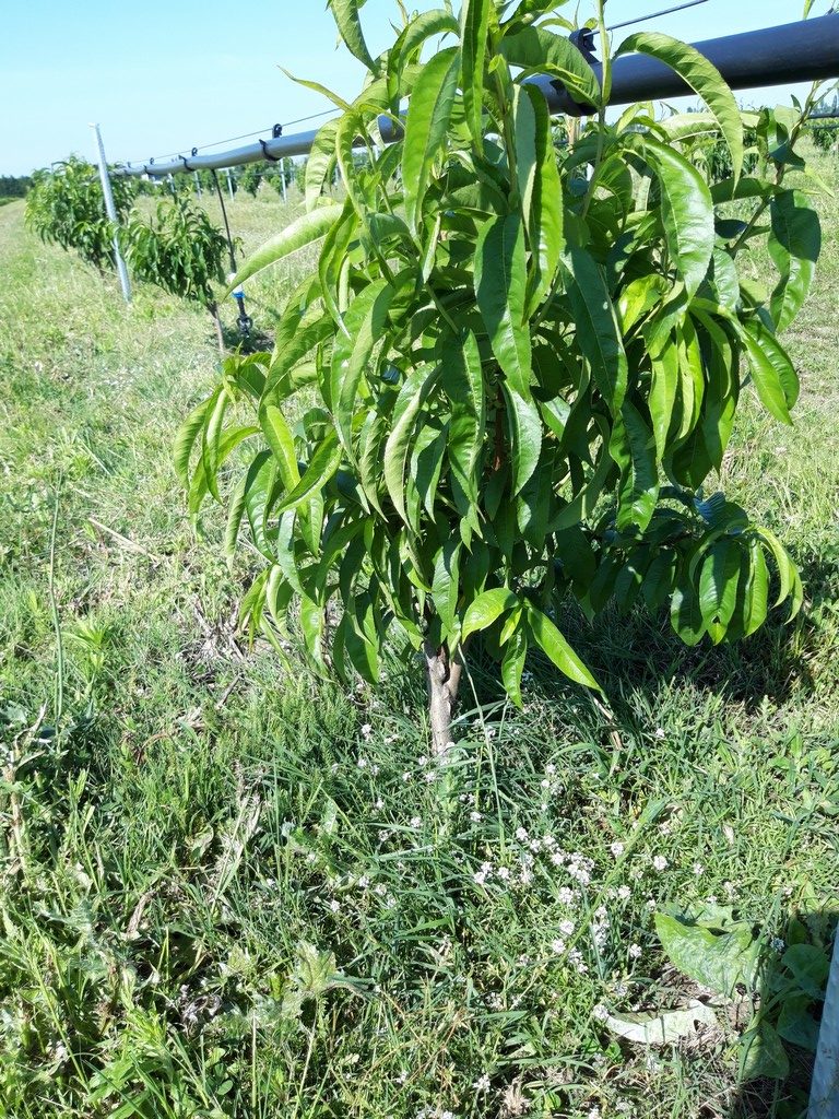 pêcher et herbe semée