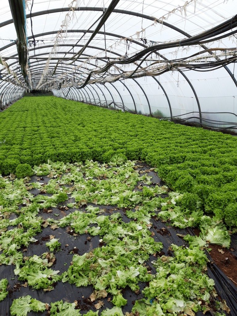 salade après sorgho sans solarisation