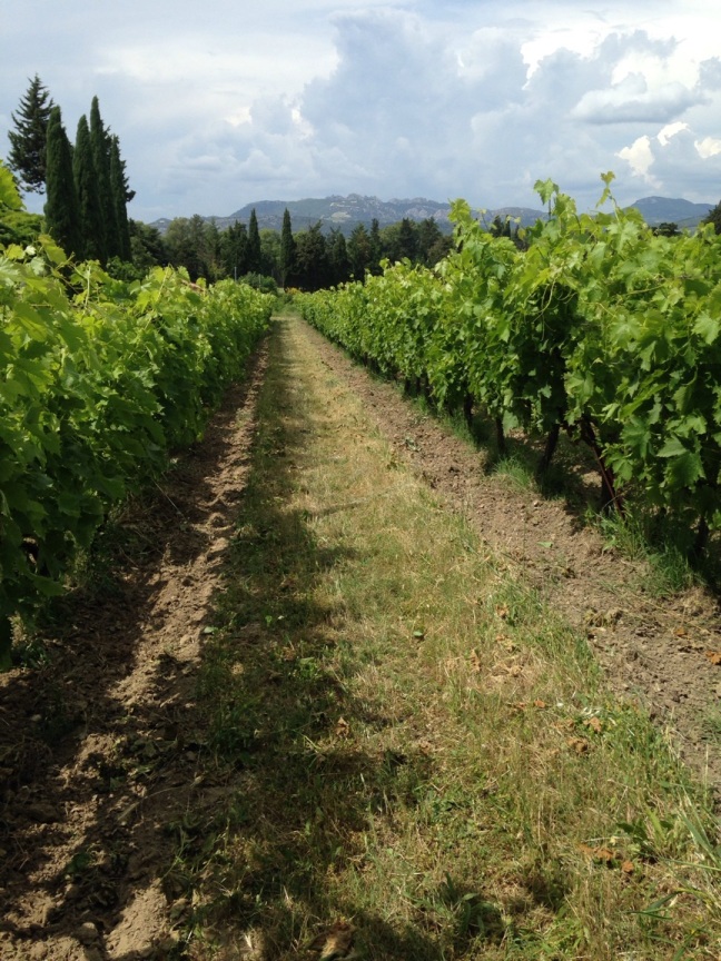 vigne enherbé claude reynaud