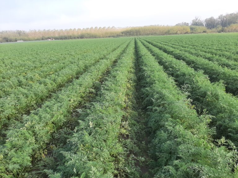 vds agri lacrost 2 vue
